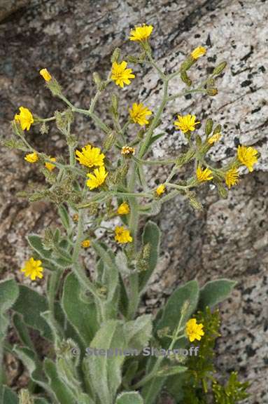 hieracium horridum 7 graphic